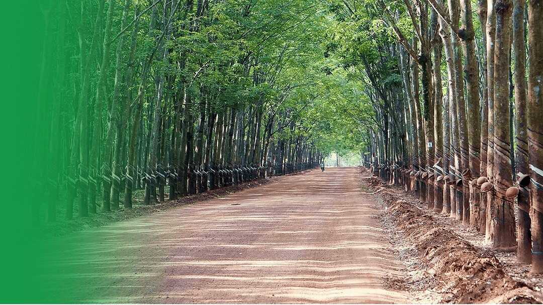 CÔNG TY CỔ PHẦN CAO SU XUÂN LỘC