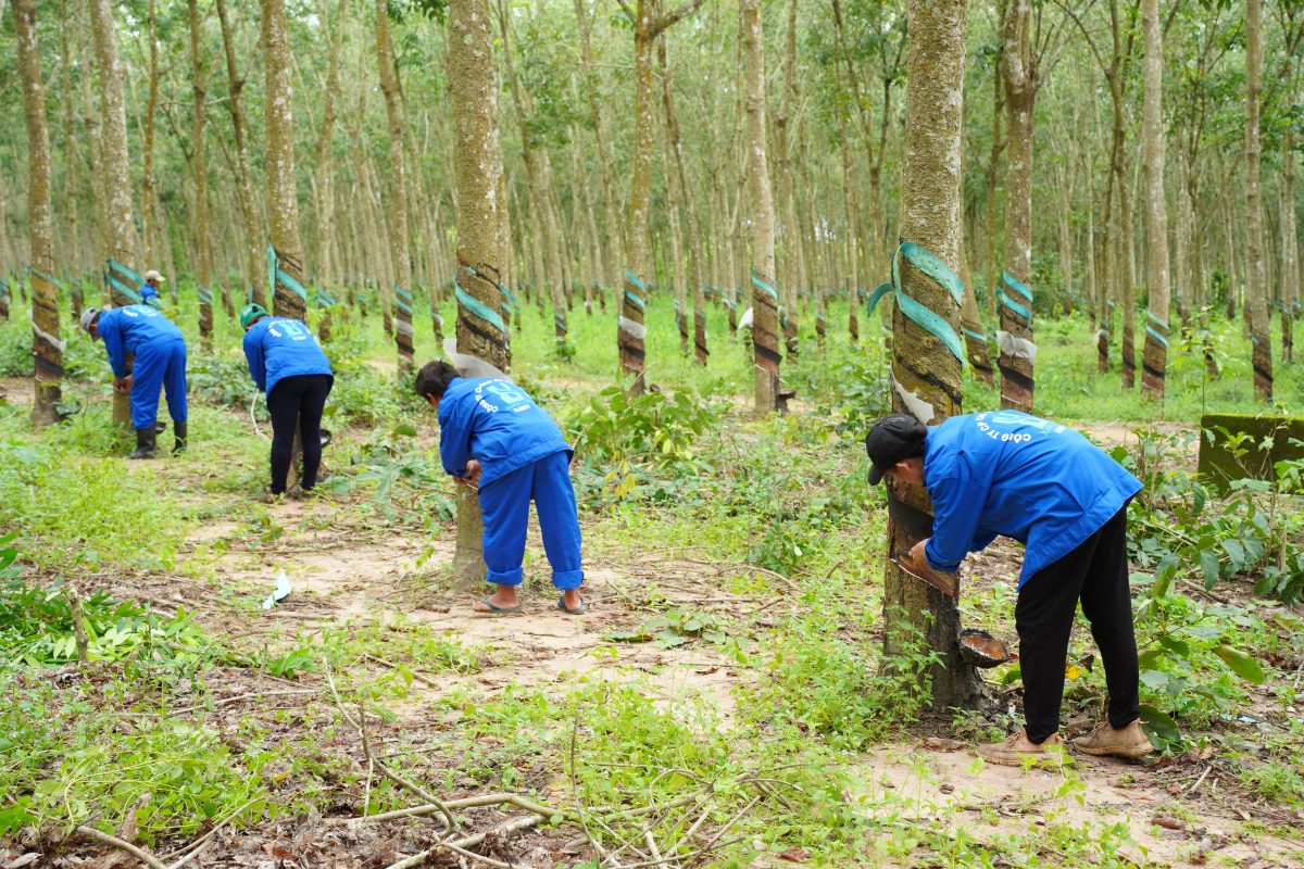 CÔNG TY CỔ PHẦN CAO SU XUÂN LỘC