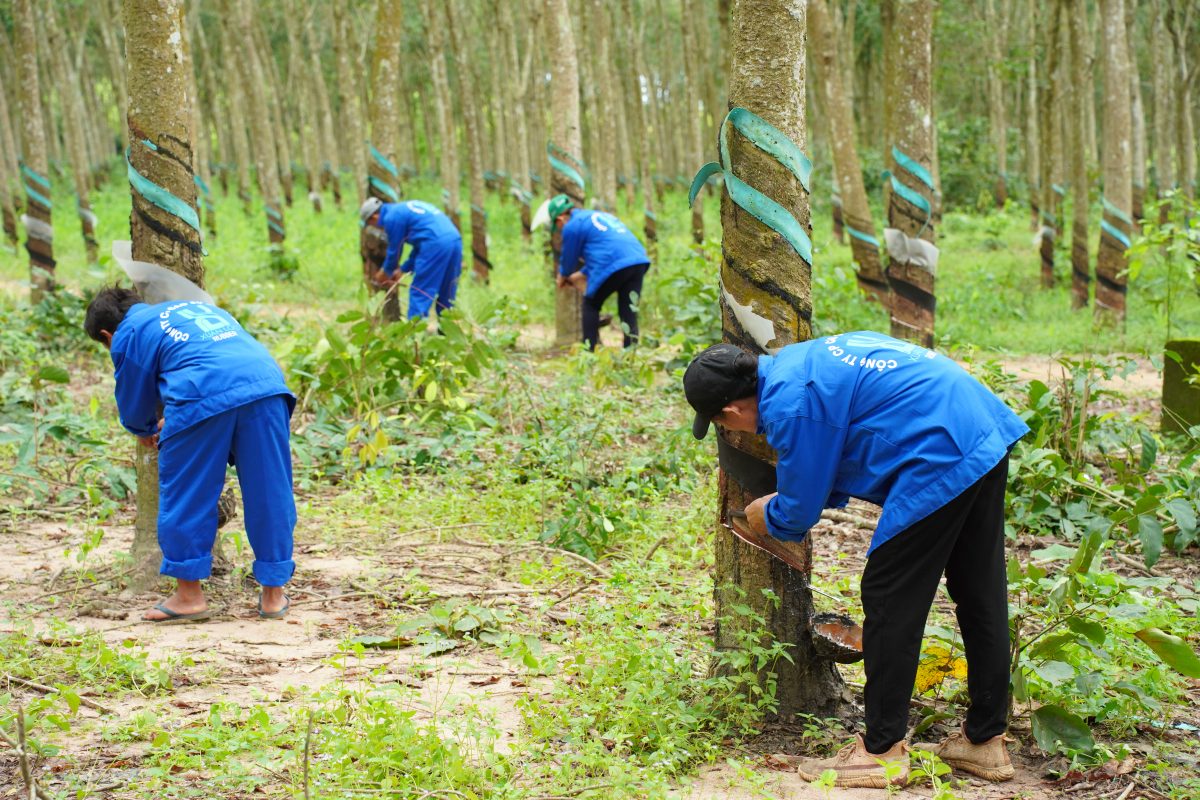 CÔNG TY CỔ PHẦN CAO SU XUÂN LỘC